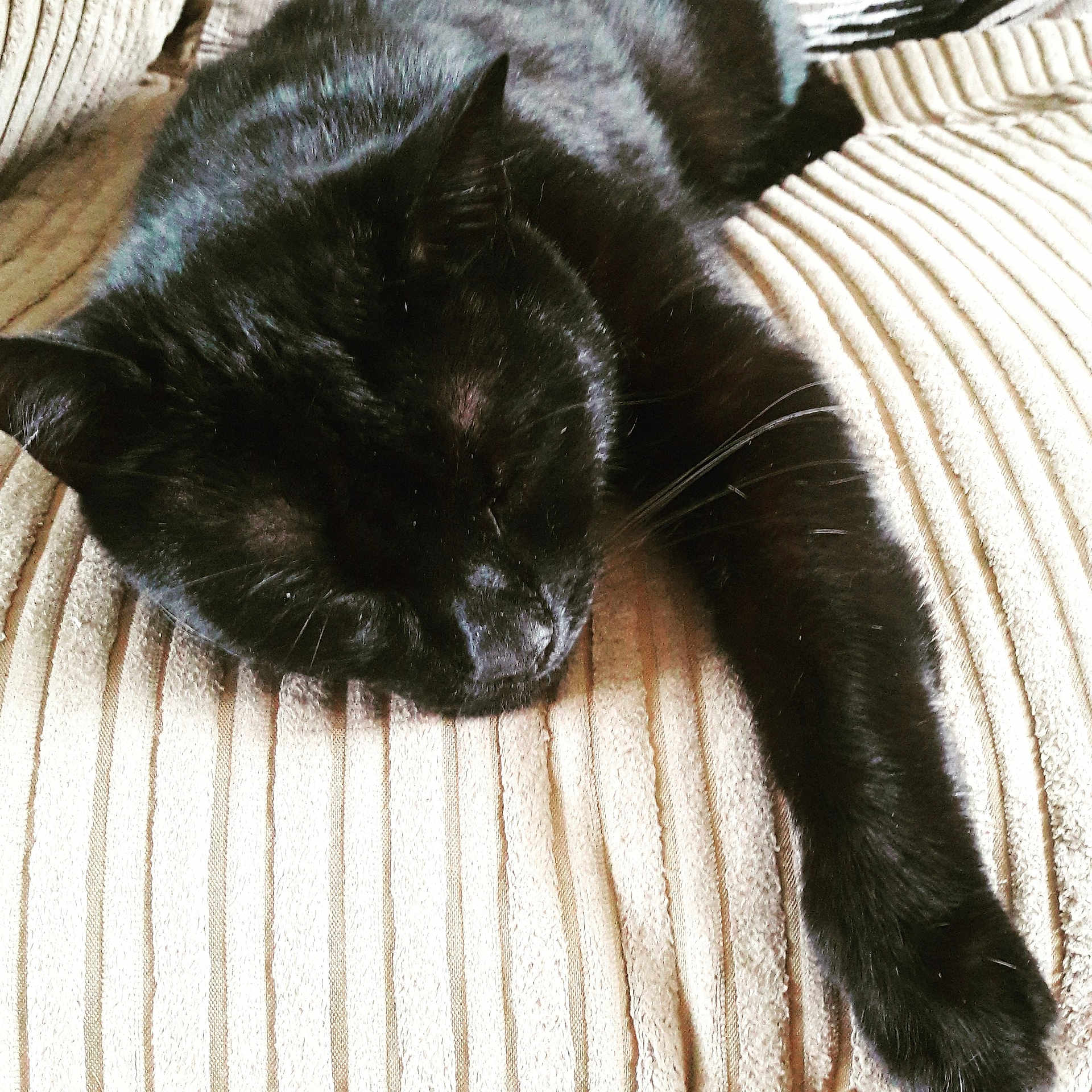 Bubba is registered to the contest to win money with this photo: black, black_cat, bombay, cat, cat_like_mammal, claw, domestic_short_haired_cat, fur, paw, small_to_medium_sized_cats, snout, whiskers