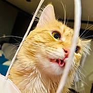 Ginger joined the competition — help win amazing prizes! bedding, cat, close_up, curious, domestic_animal, ears, face, feline, fur, green_eyes, indoor, mouth_open, nose, orange_cat, pet, playful, portrait, strings, tongue, whiskers