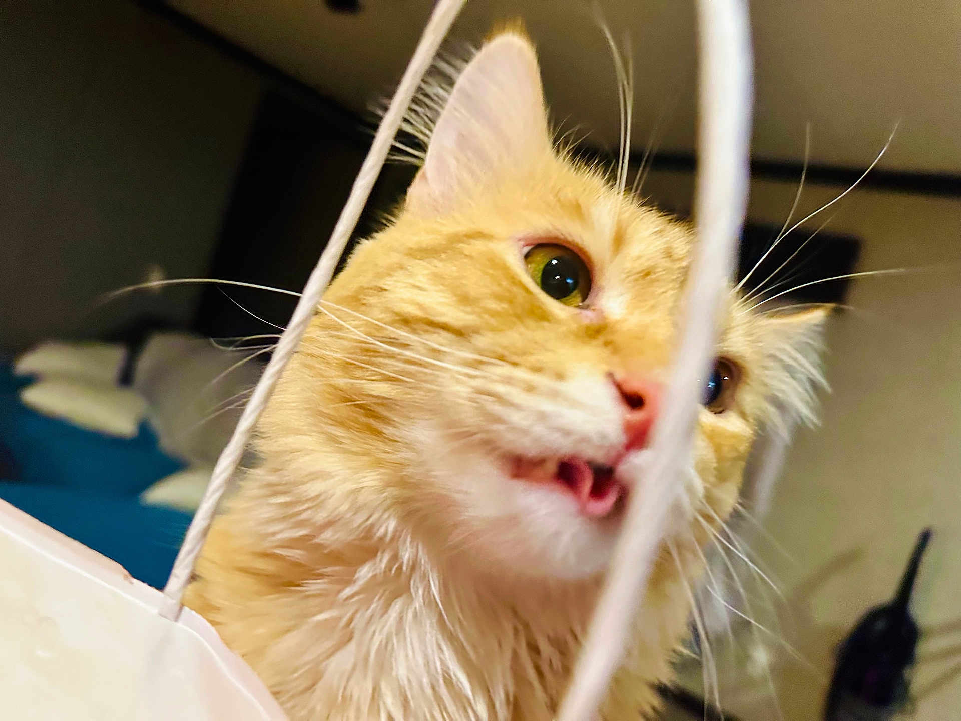 Ginger joined the competition — help win amazing prizes! bedding, cat, close_up, curious, domestic_animal, ears, face, feline, fur, green_eyes, indoor, mouth_open, nose, orange_cat, pet, playful, portrait, strings, tongue, whiskers