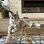 Kiara participe au concours pour gagner de l'argent avec cette photo : animal, architecture, building, cat, couch, fireplace, flower, furniture, hardwood, homedecor, indoors, interiordesign, kitten, livingroom, pet, plant, pottedplant, room, table, wood