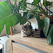 Kiara participe au concours pour gagner de l'argent avec cette photo : animal, cat, drawer, flower, furniture, hardwood, indoors, interiordesign, jar, kitten, leaf, pet, plant, planter, plywood, pottedplant, pottery, shelf, vase, wood