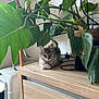 animal, cat, drawer, flower, furniture, hardwood, indoors, interiordesign, jar, kitten, leaf, pet, plant, planter, plywood, pottedplant, pottery, shelf, vase, wood