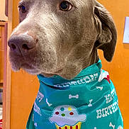 Cooper is registered to the contest to win money with this photo: accessory, bandana, birthday, brown_fur, canine, celebration, close_up, cupcake, dog, ear, eyes, fabric, indoor, looking_away, nose, pet, portrait, shallow_depth_of_field, snout, wood_cabinet