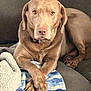 Cooper joined the competition — help win amazing prizes! blanket, brown, chocolate_dog, closeup, companion, couch, cozy, dog, eyes, fur, furniture, indoor, labrador_retriever, looking_at_camera, nose, paws_crossed, pet, portrait, relaxed, resting