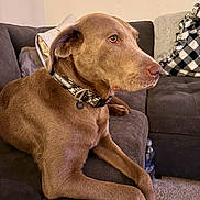 Cooper is registered to the contest to win money with this photo: brown_dog, carpet, checkered_pattern, collar, couch, cozy, dog, domestic, ears, fur, furniture, indoor, living_room, paw, pet, pillow, resting, side_view, snout, water_bottle
