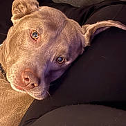 Cooper joined the competition — help win amazing prizes! animal, brown, calm, canine, close_up, collar, companion, dog, domestic, ears, eyes, face, fur, indoor, muzzle, pet, portrait, relaxed, resting, snout