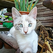 Naïa a rejoint le concours — aidez-le/la à gagner de superbes lots ! cat, kitten, blue_eyes, close_up, wooden_bench, plant_pot, green_plants, indoor_garden, curious, feline, pet, animal, whiskers, fur, young_cat, domestic_cat, resting, nature, wood, background