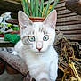 cat, kitten, blue_eyes, close_up, wooden_bench, plant_pot, green_plants, indoor_garden, curious, feline, pet, animal, whiskers, fur, young_cat, domestic_cat, resting, nature, wood, background