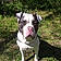 Bruno