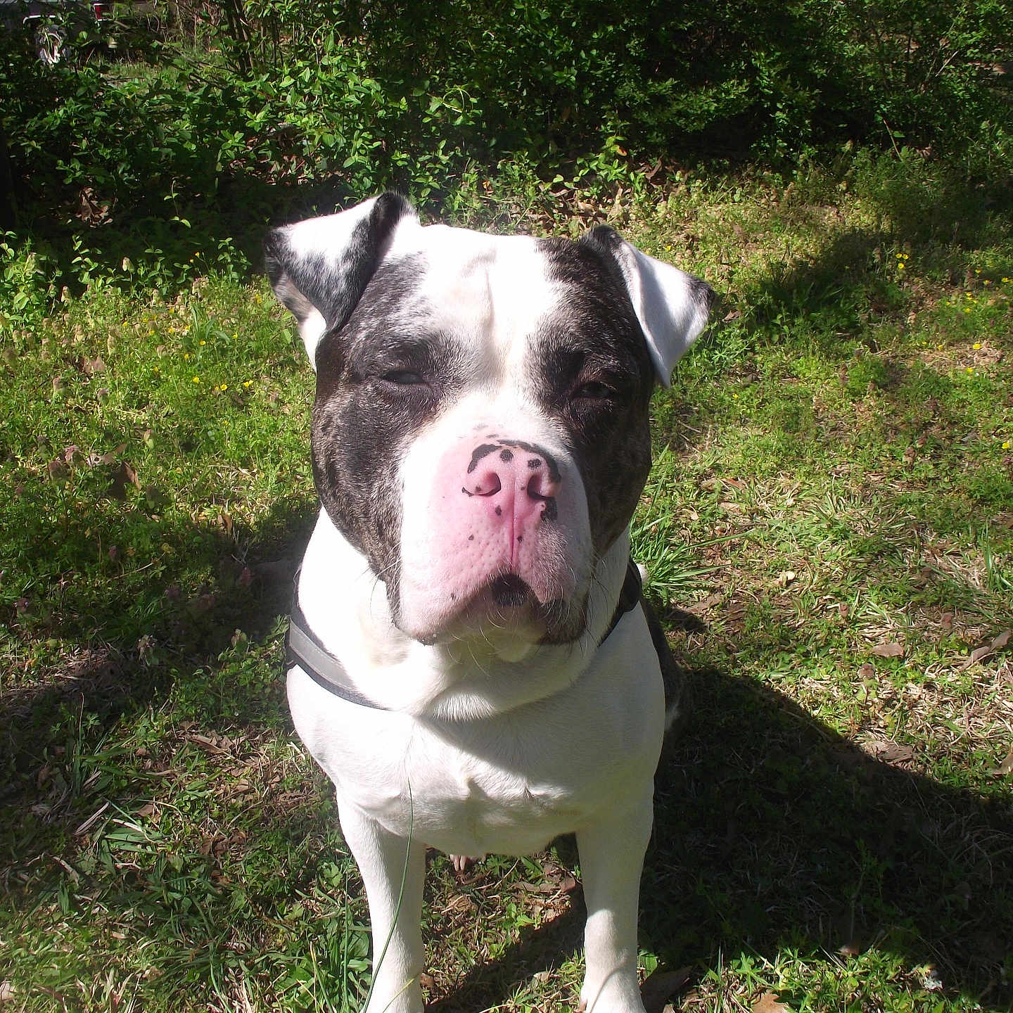 Bruno