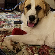 Simon is registered to the contest to win money with this photo: bed, blanket, brown_ears, canine, comfortable, dog, floral_pattern, furniture, happy, household, indoor, lying_down, paw, pet, red_toy, remote_control, resting, tongue_out, toy, white_fur