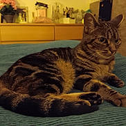 Zaphira a rejoint le concours — aidez-le/la à gagner de superbes lots ! alert, animal, bed, blanket, cat, comfortable, cozy, decor, ears, feline, fur, furniture, home, indoor, paw, pet, resting, sitting, striped_fur, tabby
