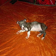 Aiko participe au concours pour gagner de l'argent avec cette photo : animal, bed, blanket, comfortable, cozy, cute, dog, domestic, ears, fur, indoor, looking, lying_down, nose, orange, paw, pet, puppy, resting, young