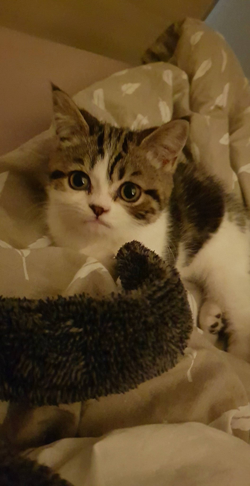 Rubis participe au concours pour gagner de l'argent avec cette photo : aegean_cat, american_shorthair, american_wirehair, asian, carnivore, cat, domestic_short_haired_cat, dragon_li, european_shorthair, felidae, kitten, mammal, munchkin, ojos_azules, polydactyl_cat, small_to_medium_sized_cats, tabby_cat, whiskers