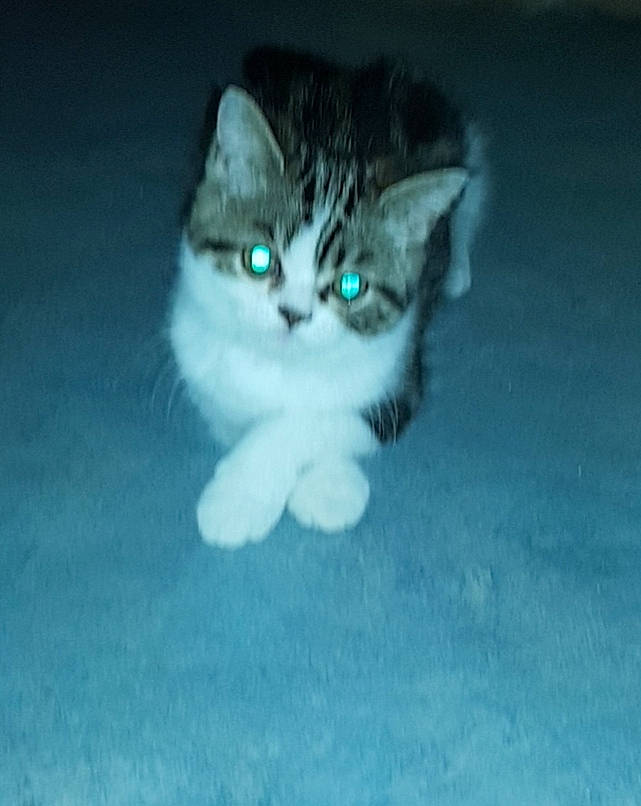 Rubis a rejoint le concours — aidez-le/la à gagner de superbes lots ! aegean_cat, american_wirehair, carnivore, cat, domestic_short_haired_cat, european_shorthair, eye, felidae, green, kitten, mammal, norwegian_forest_cat, nose, organism, polydactyl_cat, siberian, small_to_medium_sized_cats, snout, vertebrate, whiskers