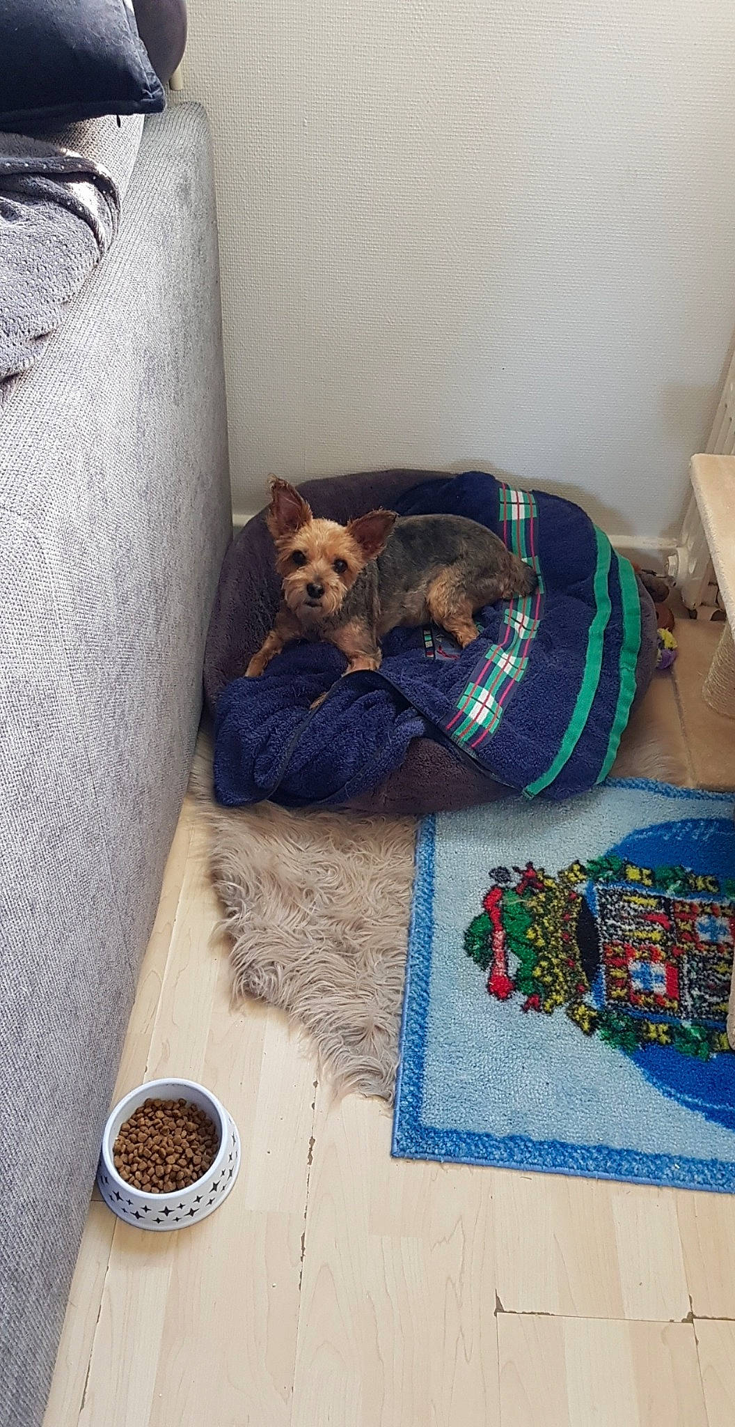 Goliath participe au concours pour gagner de l'argent avec cette photo : bed, cairn_terrier, canidae, carnivore, cat, dog, room, terrier, welsh_terrier, yorkshire_terrier