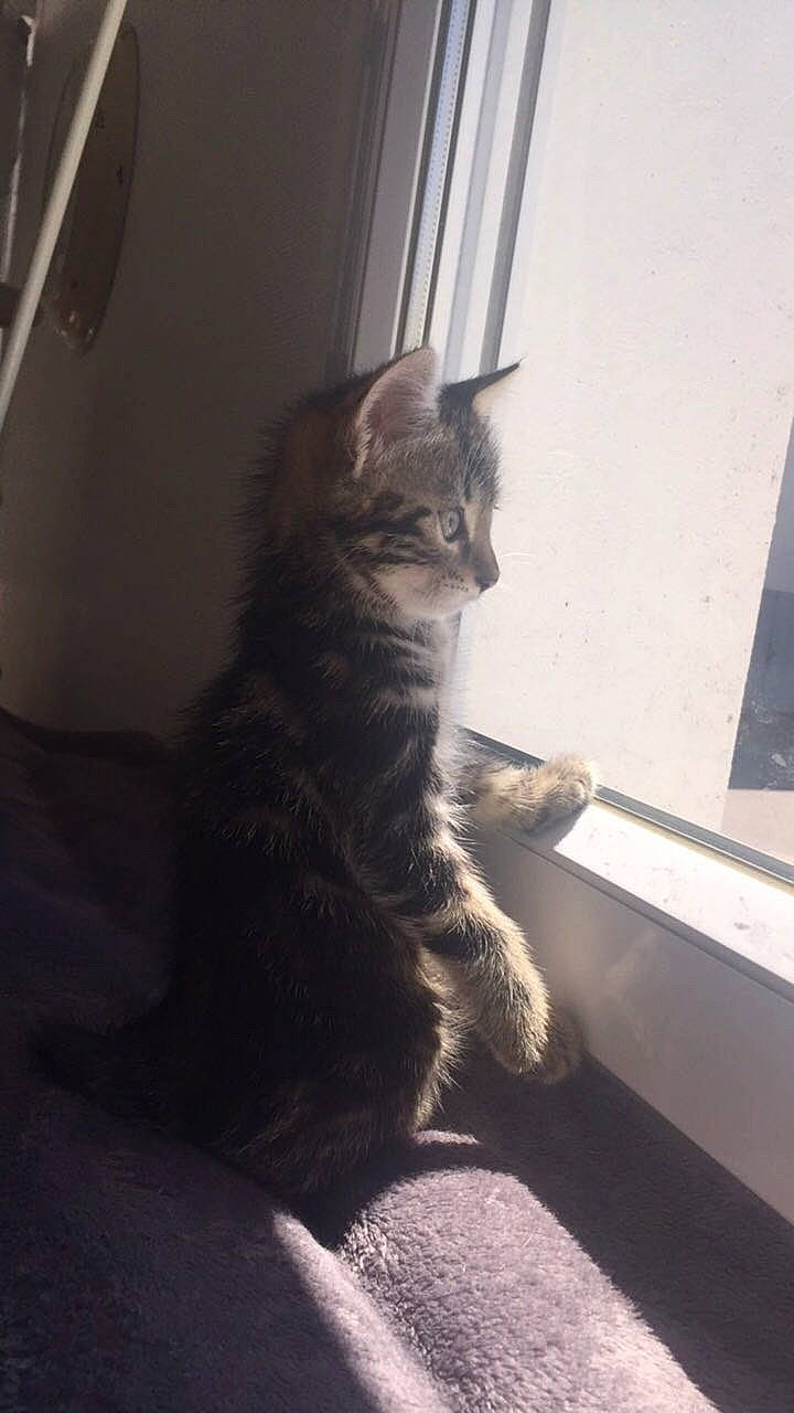 Nougat a rejoint le concours — aidez-le/la à gagner de superbes lots ! carnivore, cat, domestic_short_haired_cat, dragon_li, european_shorthair, felidae, fur, kitten, maine_coon, polydactyl_cat, small_to_medium_sized_cats, tabby_cat, whiskers