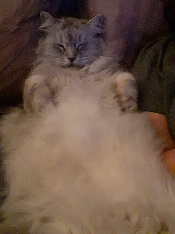 Nougat a rejoint le concours — aidez-le/la à gagner de superbes lots ! american_curl, asian_semi_longhair, british_longhair, british_semi_longhair, carnivore, cat, domestic_long_haired_cat, eye, fawn, felidae, fur, kitten, mammal, norwegian_forest_cat, persian, ragamuffin, ragdoll, siberian, small_to_medium_sized_cats, whiskers