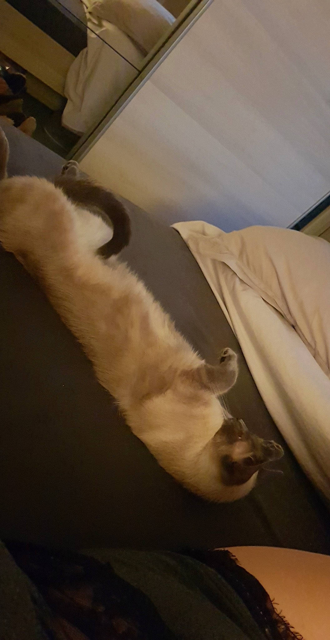 Gucci a rejoint le concours — aidez-le/la à gagner de superbes lots ! carnivore, cat, felidae, small_to_medium_sized_cats, tail