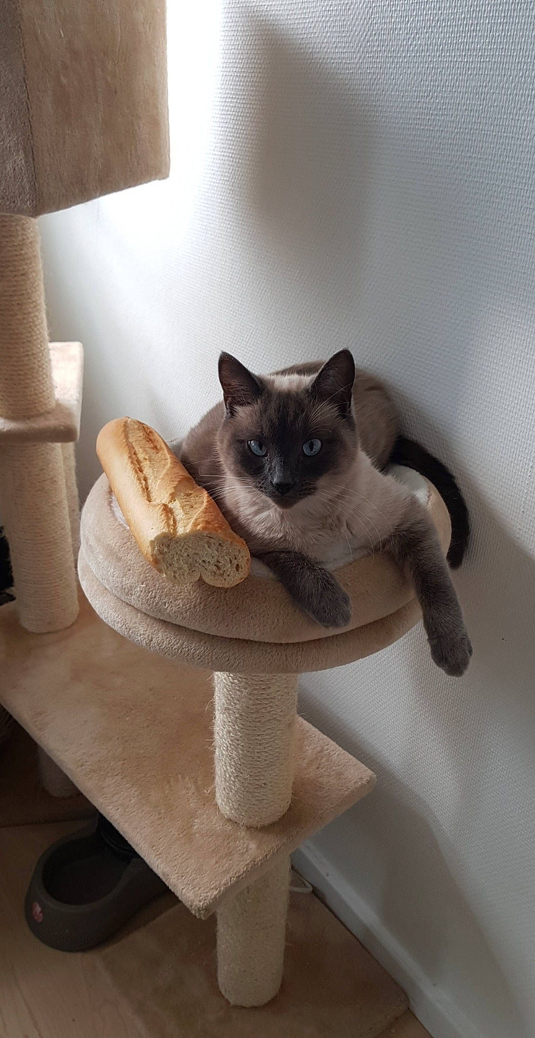 Gucci participe au concours pour gagner de l'argent avec cette photo : asian, birman, british_shorthair, burmese, carnivore, cat, cat_bed, cat_furniture, cat_supply, domestic_short_haired_cat, fawn, felidae, kitten, mammal, russian_blue, siamese, small_to_medium_sized_cats, thai, tonkinese, whiskers