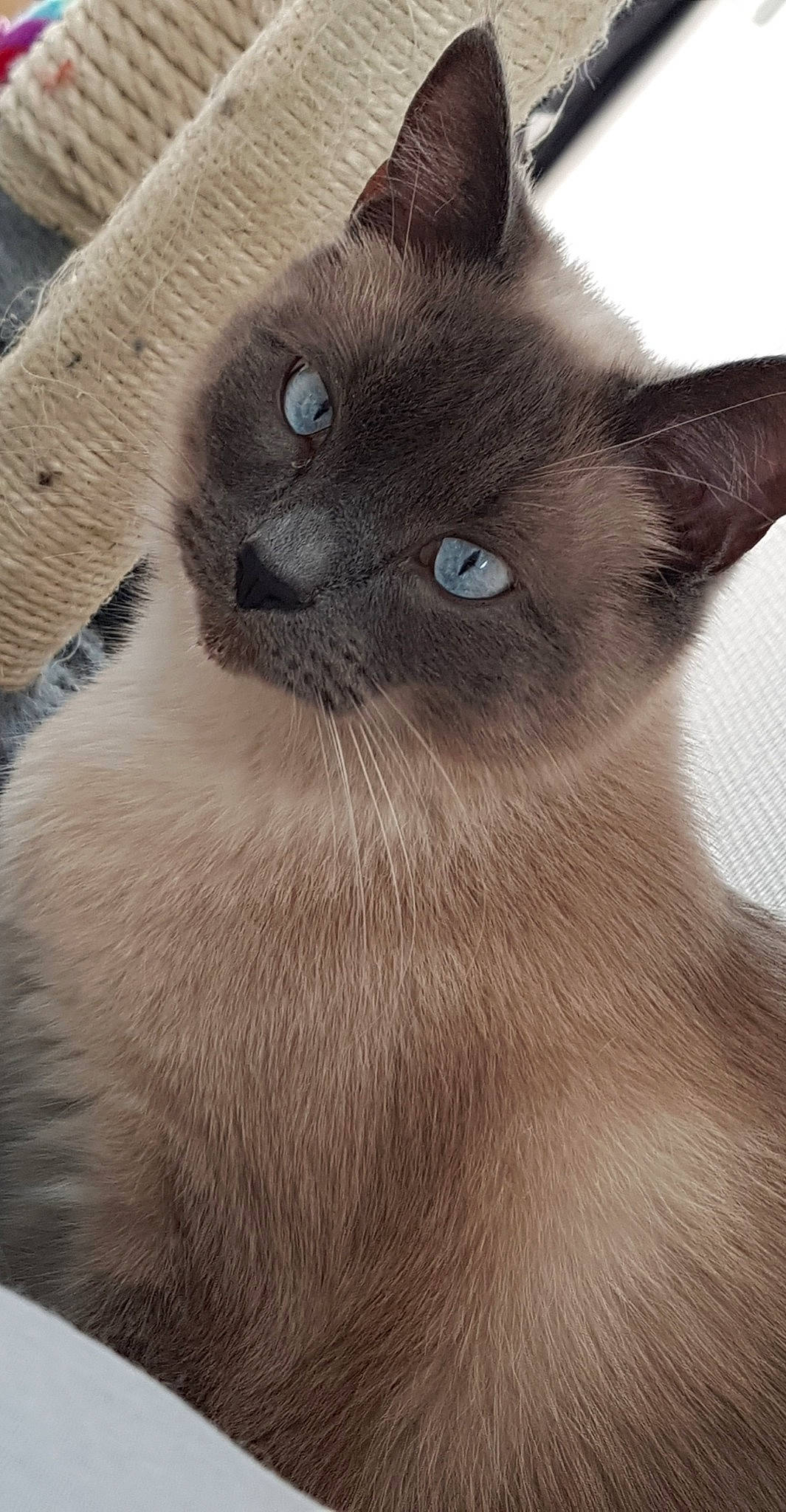 Gucci participe au concours pour gagner de l'argent avec cette photo : balinese, birman, british_shorthair, burmese, carnivore, cat, fawn, felidae, himalayan, javanese, korat, mammal, nebelung, siamese, small_to_medium_sized_cats, snout, thai, tonkinese, vertebrate, whiskers