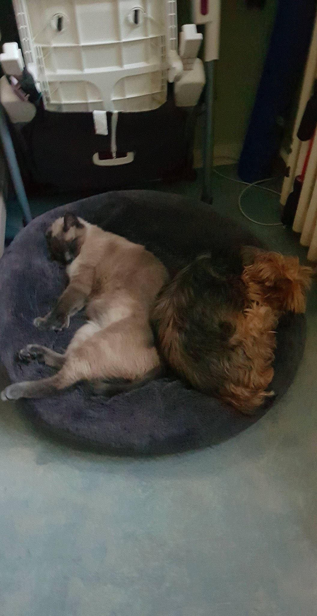 Gucci participe au concours pour gagner de l'argent avec cette photo : border_terrier, canidae, carnivore, cat, companion_dog, dog, dog_breed, fawn, felidae