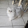 animal, cat, chair, curious, cute, domestic_cat, floor, fluffy, fur, furniture, gray_cat, green_eyes, indoor, looking_up, persian_cat, pet, tail, tile_floor, whiskers, white_cat