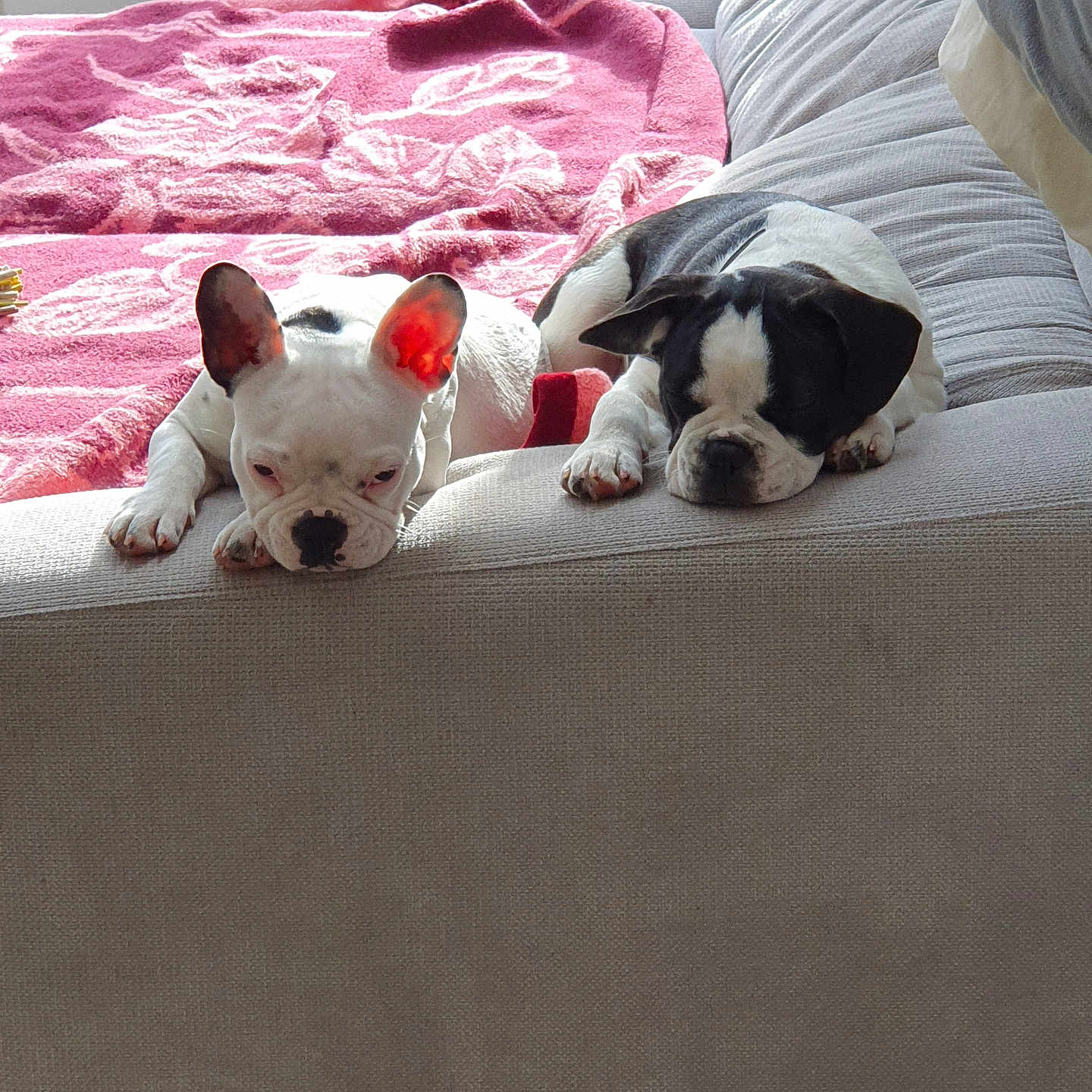 Isis Et Blanca a rejoint le concours — aidez-le/la à gagner de superbes lots ! animal, bed, blanket, bostonbull, boxer, bulldog, canine, couch, cushion, dog, frenchbulldog, furniture, homedecor, hound, person, pet, pitbull, puppy, quilt, sleeping