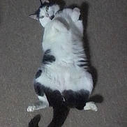 Shadow joined the competition — help win amazing prizes! cat, lying_down, carpet, black_and_white, pet, animal, fur, whiskers, tail, indoor, cute, relaxed, mammal, domestic_animal, four_legs, ears, eyes, paws, resting, feline