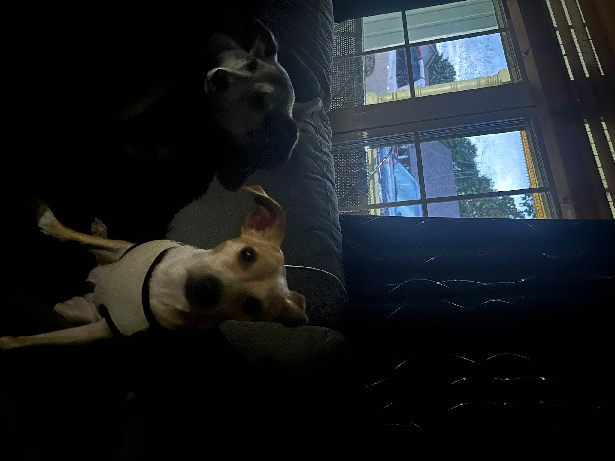 Nora joined the competition — help win amazing prizes! canidae, carnivore, companion_dog, darkness, dog, dog_breed, eyewear, fawn, flash_photography, room, sitting, sporting_group, sunglasses, tints_and_shades, toy, toy_dog, tree, vision_care, whiskers, window