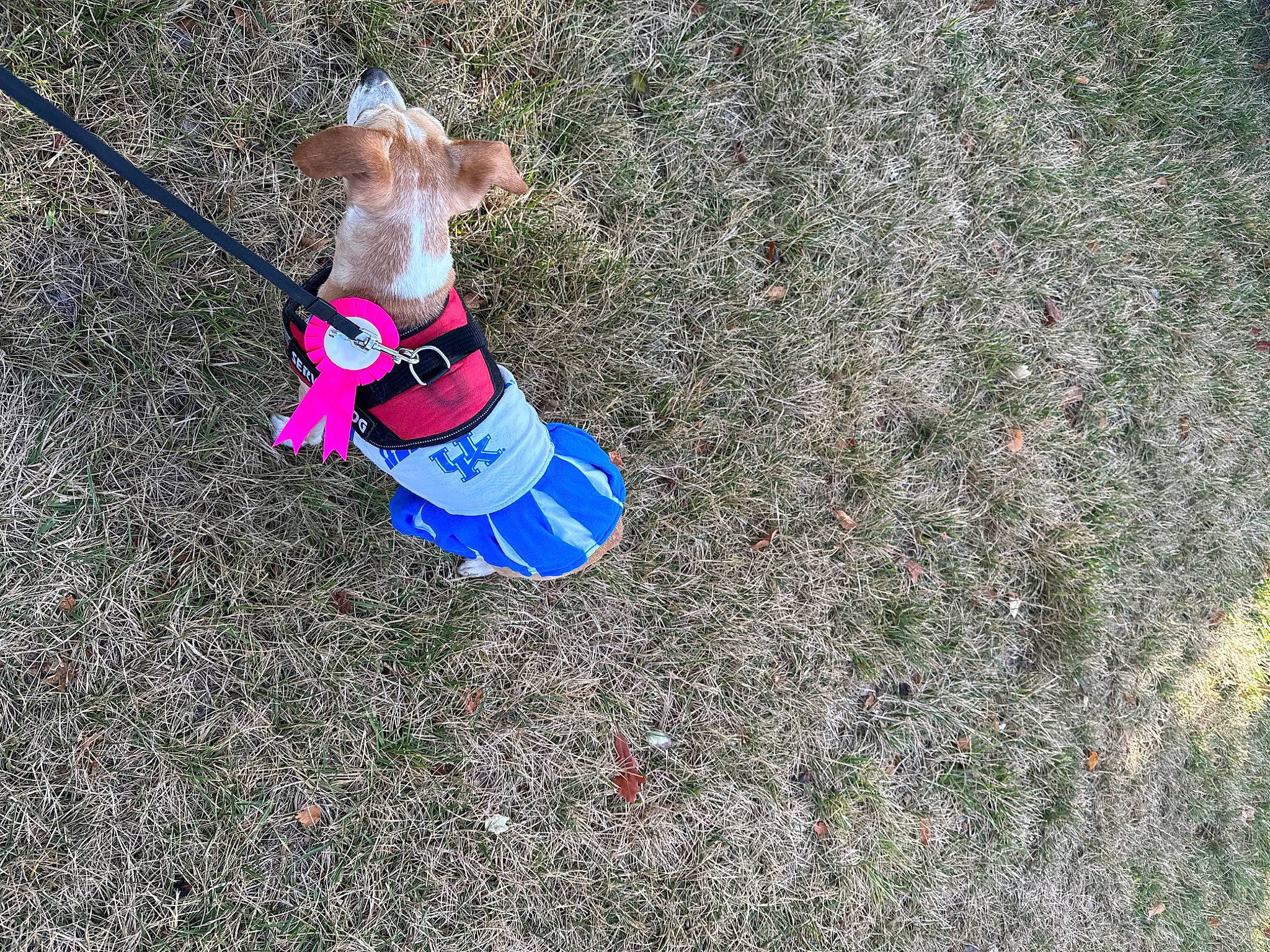 Nora is registered to the contest to win money with this photo: adventure, asphalt, carmine, concrete, electric_blue, fictional_character, grass, leisure, outdoor_play_equipment, people_in_nature, recreation, road_surface, shadow, sidewalk, sock, soil, swing, toddler, toy, walking_shoe