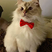 Jimi participe au concours pour gagner de l'argent avec cette photo : cat, fluffy, red_bow_tie, pet, animal, indoor, curious, feline, white_fur, brown_fur, sitting, portrait, close_up, cute, adorable, domestic_cat, whiskers, ears, eyes, furniture
