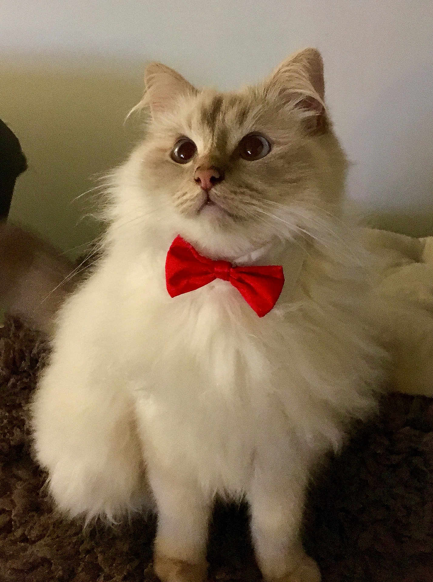 Jimi participe au concours pour gagner de l'argent avec cette photo : cat, fluffy, red_bow_tie, pet, animal, indoor, curious, feline, white_fur, brown_fur, sitting, portrait, close_up, cute, adorable, domestic_cat, whiskers, ears, eyes, furniture