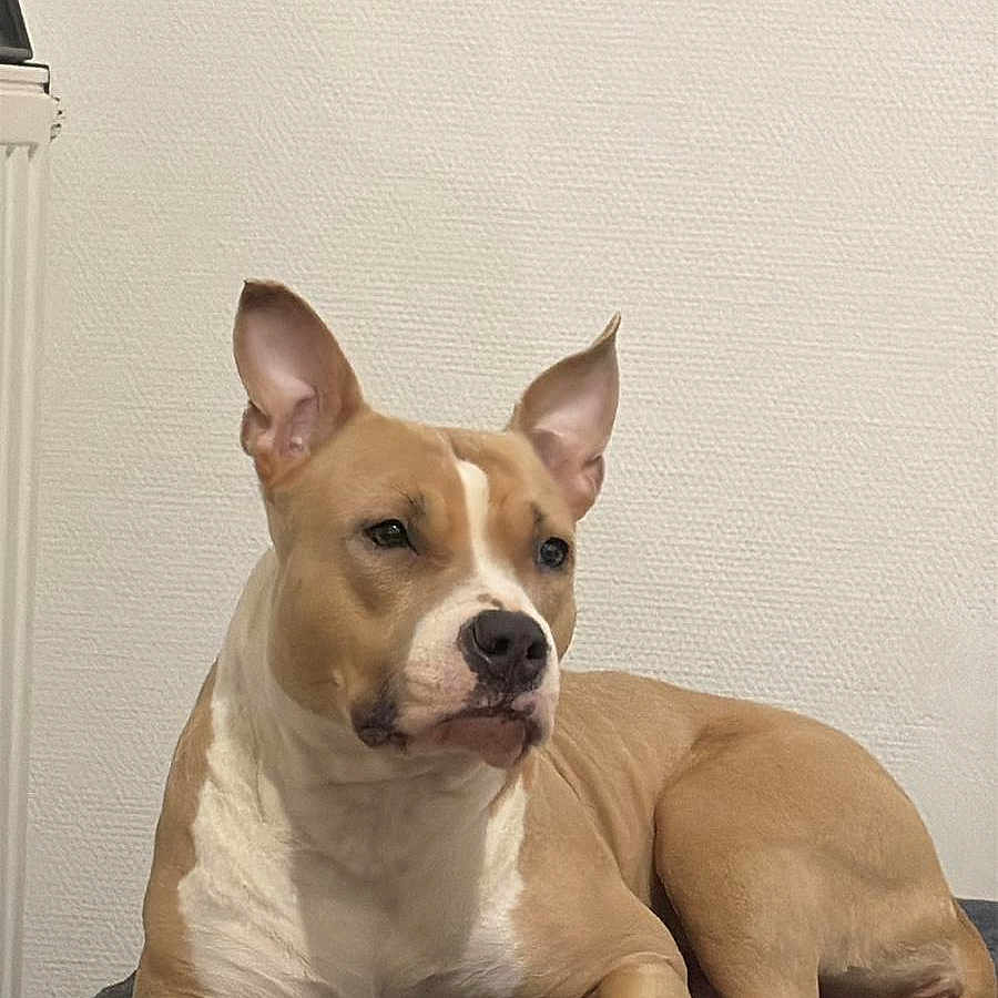 Nina a rejoint le concours — aidez-le/la à gagner de superbes lots ! animal, blanket, canine, companion, dog, domestic_animal, ears, fur, furniture, indoor, looking_away, lying_down, paw, pet, portrait, relaxed, resting, side_view, tan, white