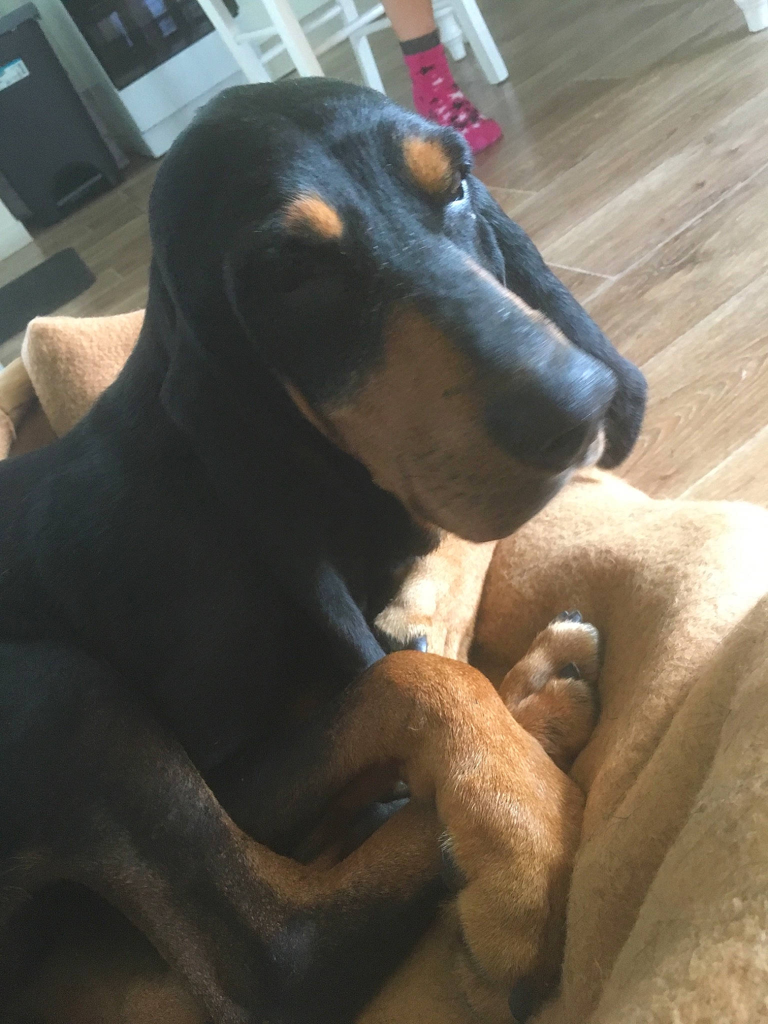 Hector participe au concours pour gagner de l'argent avec cette photo : canidae, carnivore, comfort, companion_dog, dog, dog_breed, ear, fawn, fur, guard_dog, hound, jaw, liver, montenegrin_mountain_hound, segugio_italiano, snout, sporting_group, whiskers, working_animal, working_dog