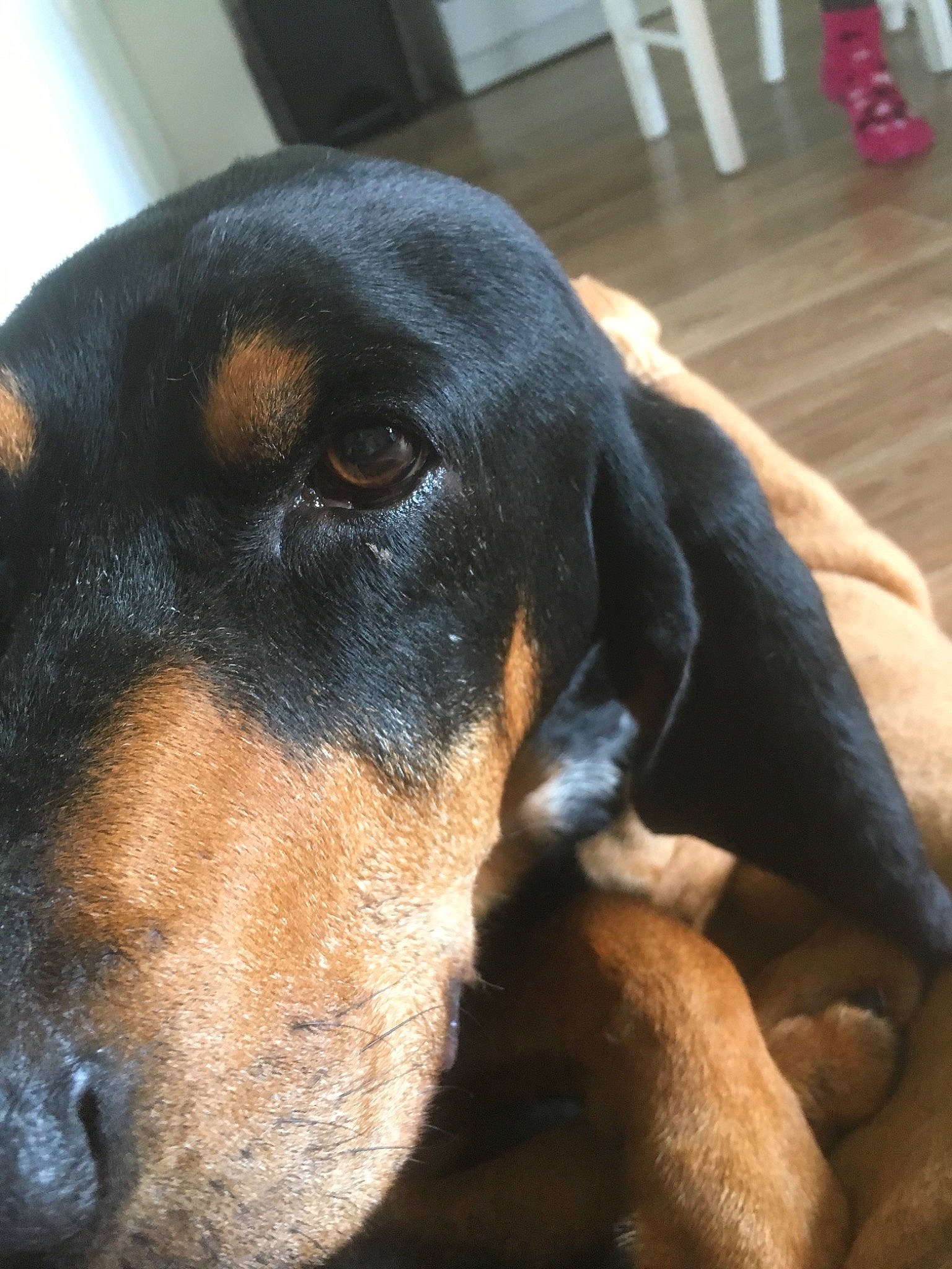 Hector a rejoint le concours — aidez-le/la à gagner de superbes lots ! canidae, carnivore, companion_dog, dog, dog_breed, flooring, guard_dog, hardwood, hound, hunting_dog, lithuanian_hound, montenegrin_mountain_hound, snout, sporting_group, terrestrial_animal, working_animal, working_dog