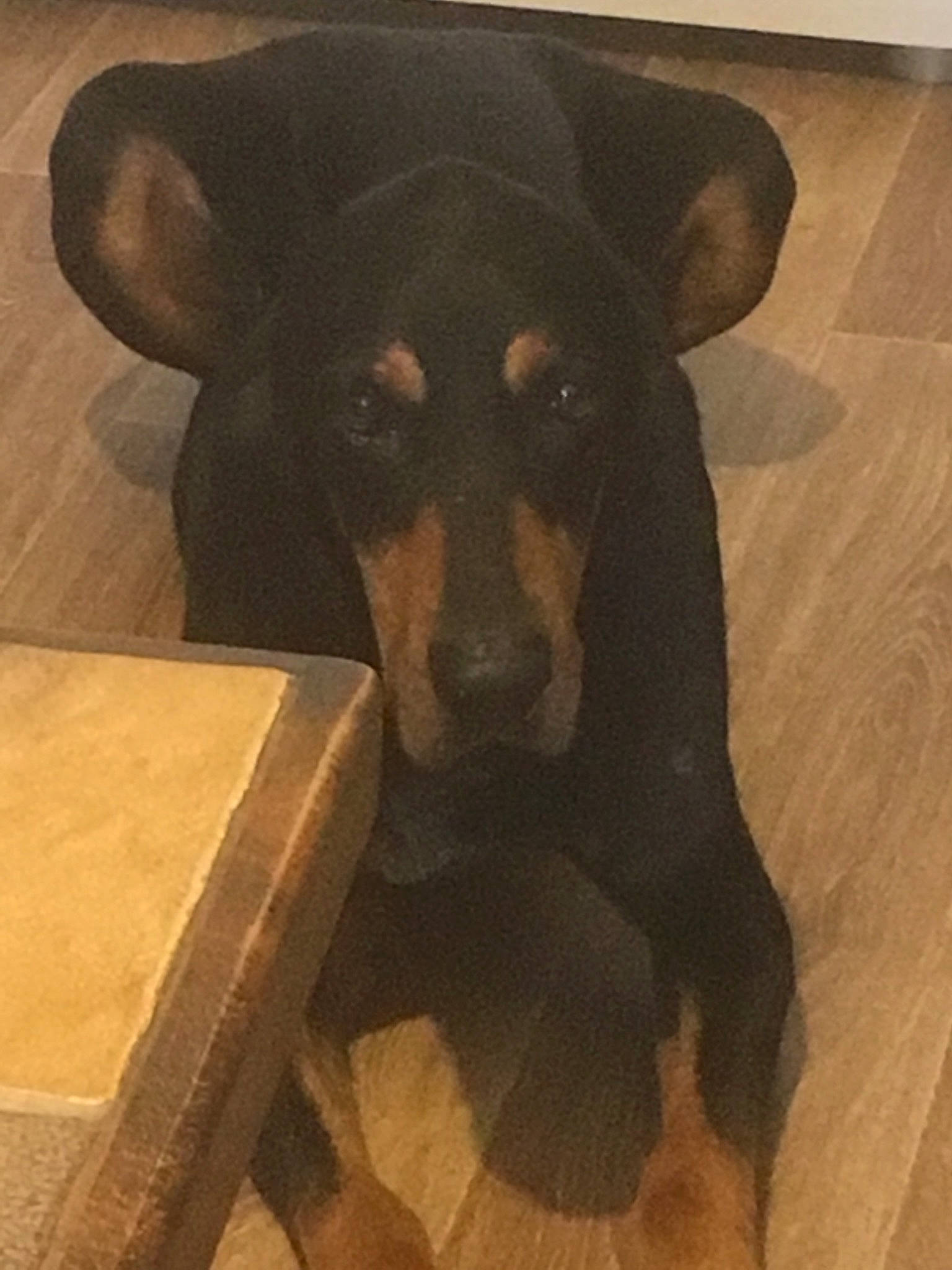 Hector a rejoint le concours — aidez-le/la à gagner de superbes lots ! canidae, carnivore, companion_dog, dobermann, dog, dog_breed, fawn, flooring, fur, guard_dog, hardwood, hat, pinscher, snout, sporting_group, toy_dog, whiskers, wood, working_animal, working_dog