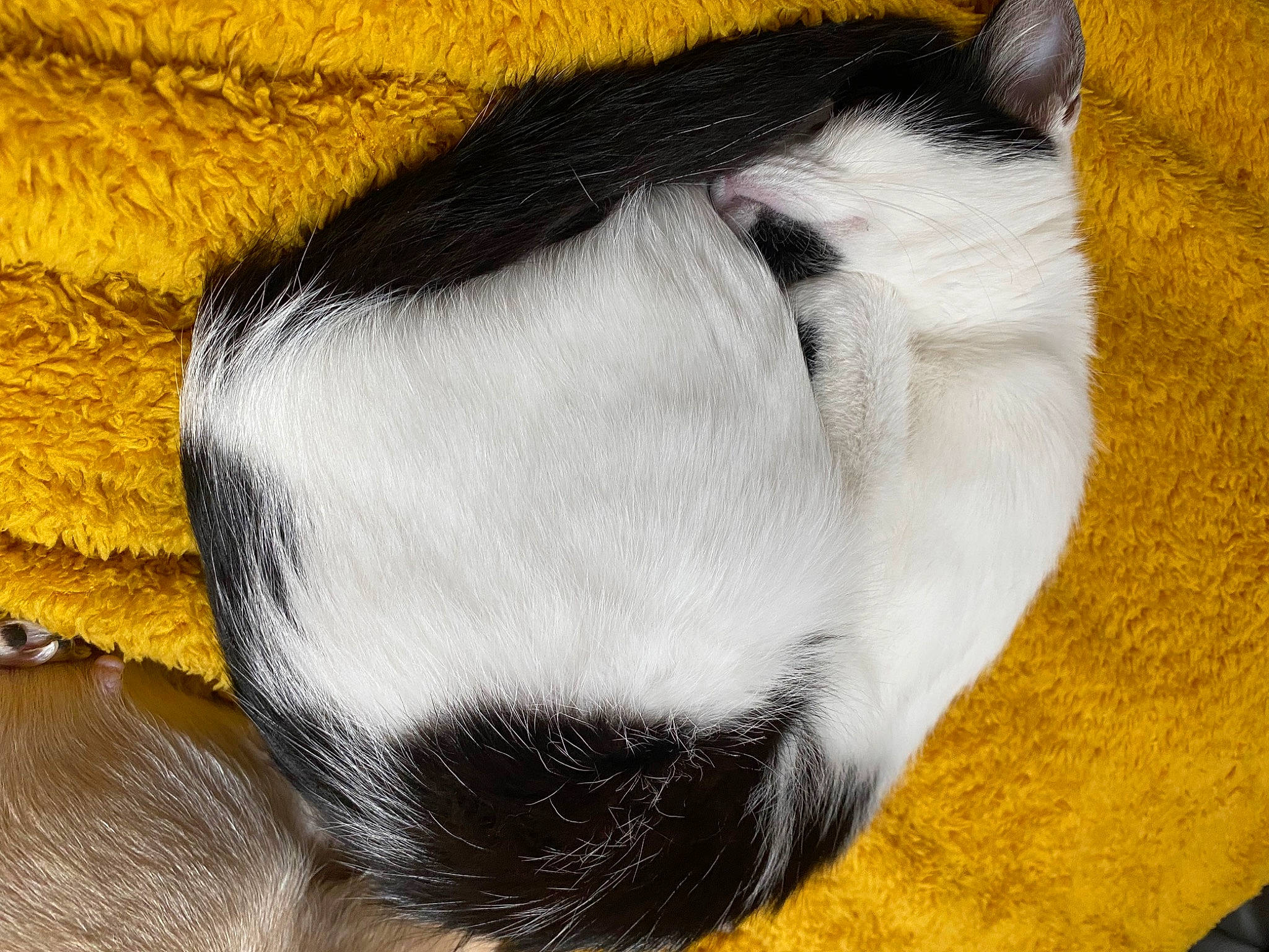 Naïla a rejoint le concours — aidez-le/la à gagner de superbes lots ! carnivore, cat, cat_bed, cat_supply, claw, comfort, dog_breed, felidae, fur, nap, natural_material, paw, pet_supply, small_to_medium_sized_cats, snout, tail, terrestrial_animal, whiskers