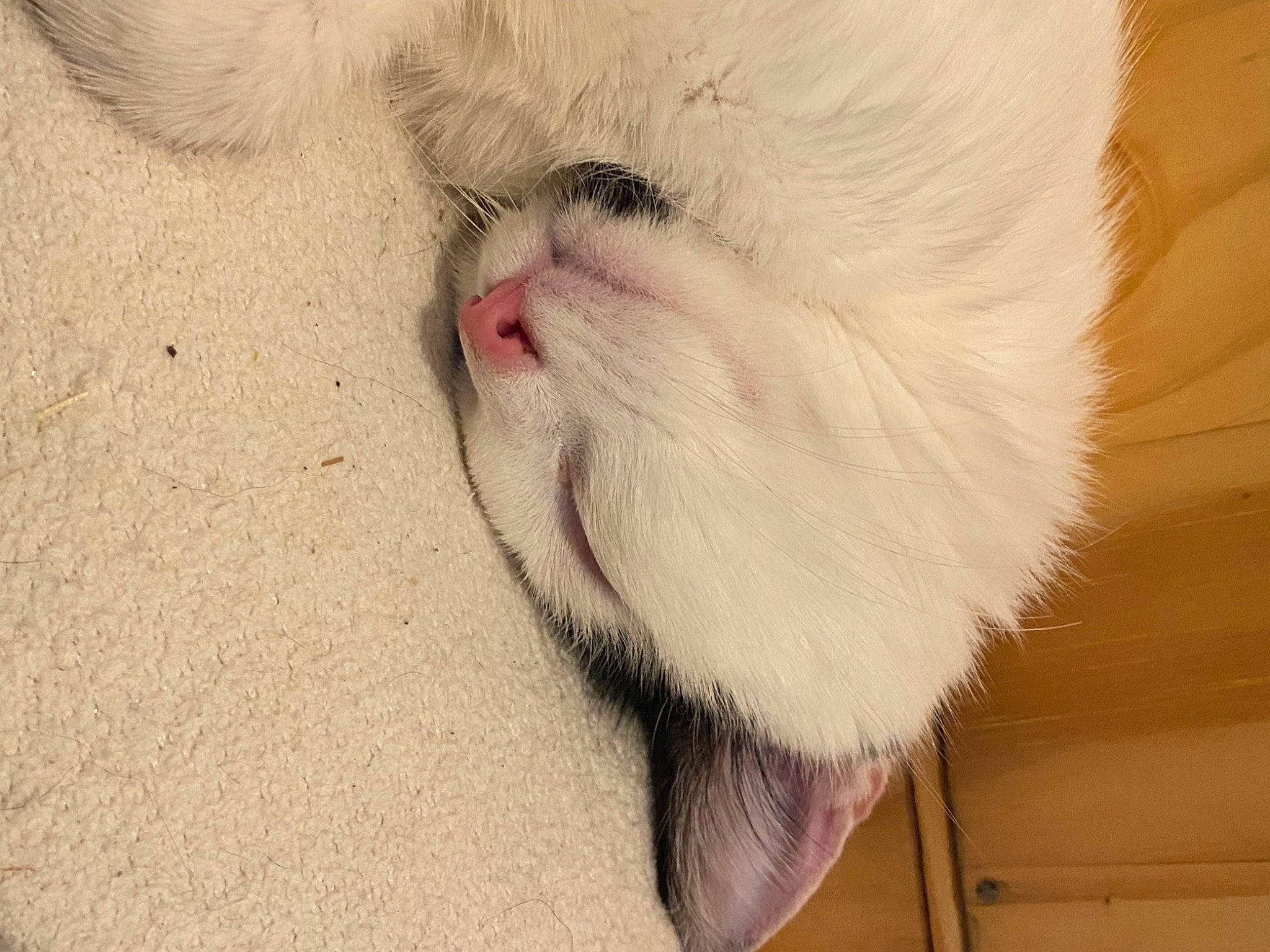 Naïla participe au concours pour gagner de l'argent avec cette photo : carnivore, cat, claw, domestic_short_haired_cat, fang, fawn, felidae, flooring, foot, fur, hardwood, paw, small_to_medium_sized_cats, tail, terrestrial_animal, whiskers