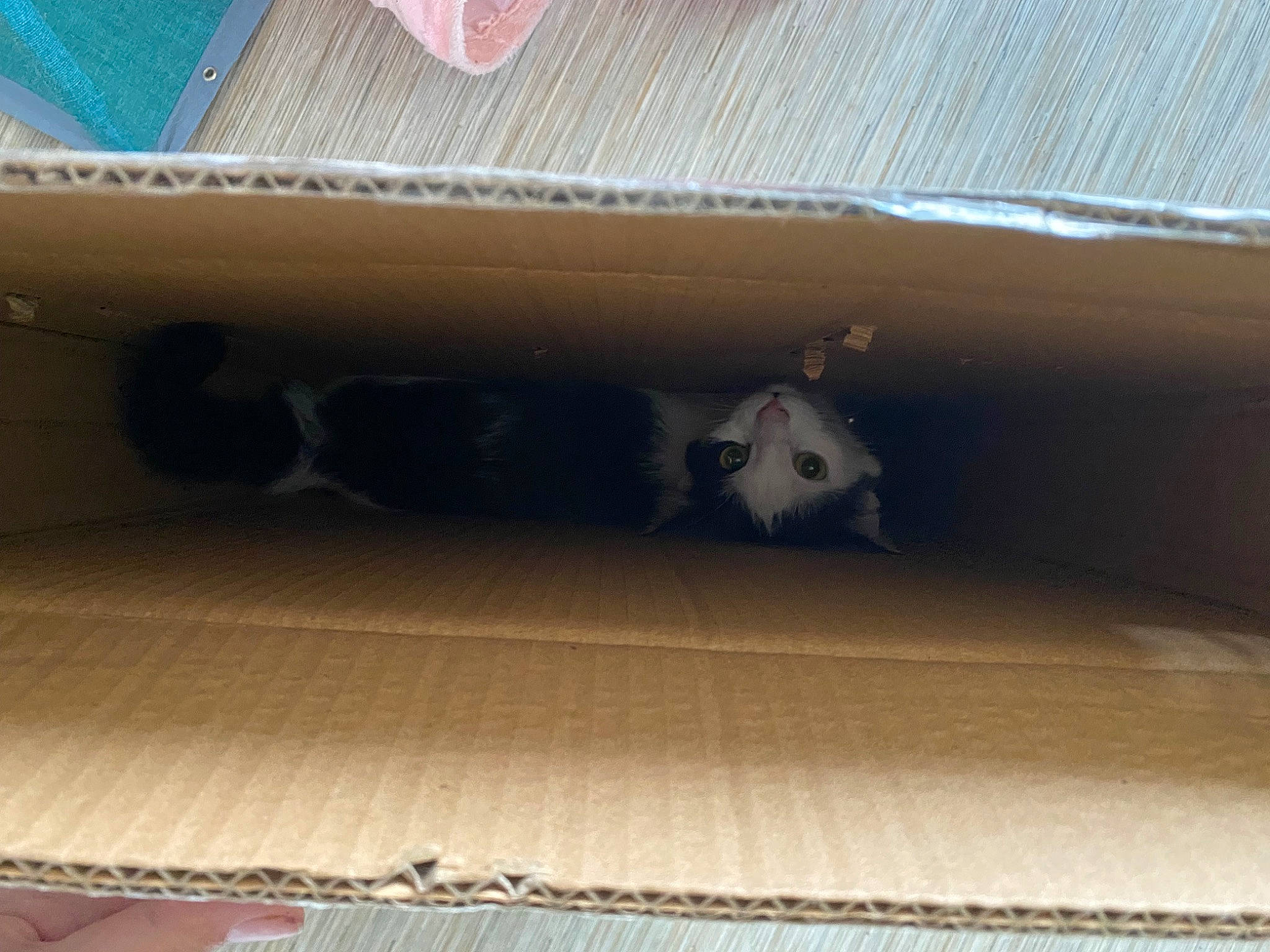 Naïla a rejoint le concours — aidez-le/la à gagner de superbes lots ! auto_part, automotive_exterior, bumper, ceiling, felidae, flooring, gas, hardwood, metal, plywood, rectangle, rim, room, tints_and_shades, vehicle_door, wood, wood_flooring, wood_stain