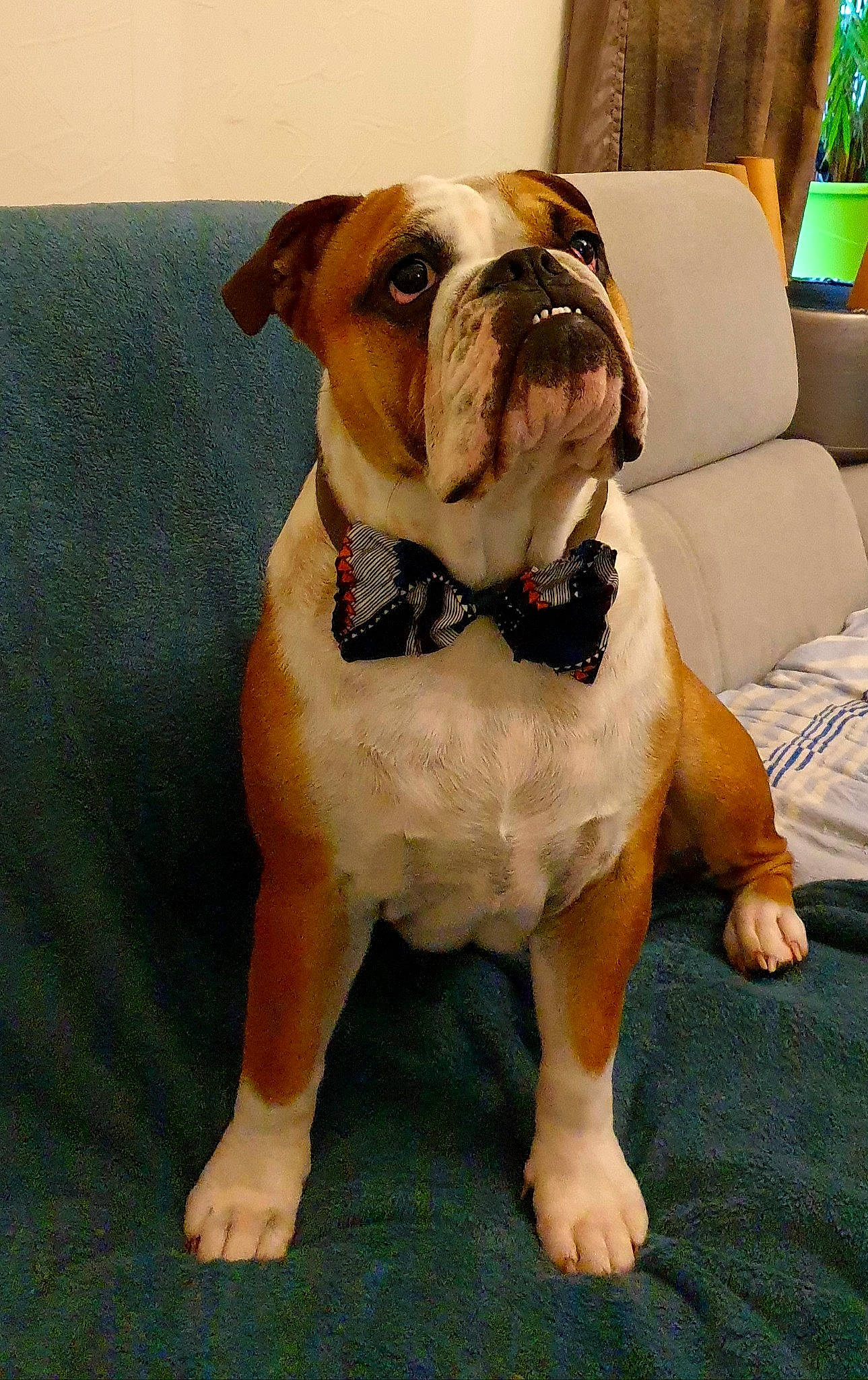 Oscar a rejoint le concours — aidez-le/la à gagner de superbes lots ! bulldog, canidae, carnivore, collar, companion_dog, couch, dog, dog_breed, dog_clothes, dog_collar, dog_supply, fawn, houseplant, linens, old_english_bulldog, olde_english_bulldogge, pet_supply, snout, sporting_group, working_animal