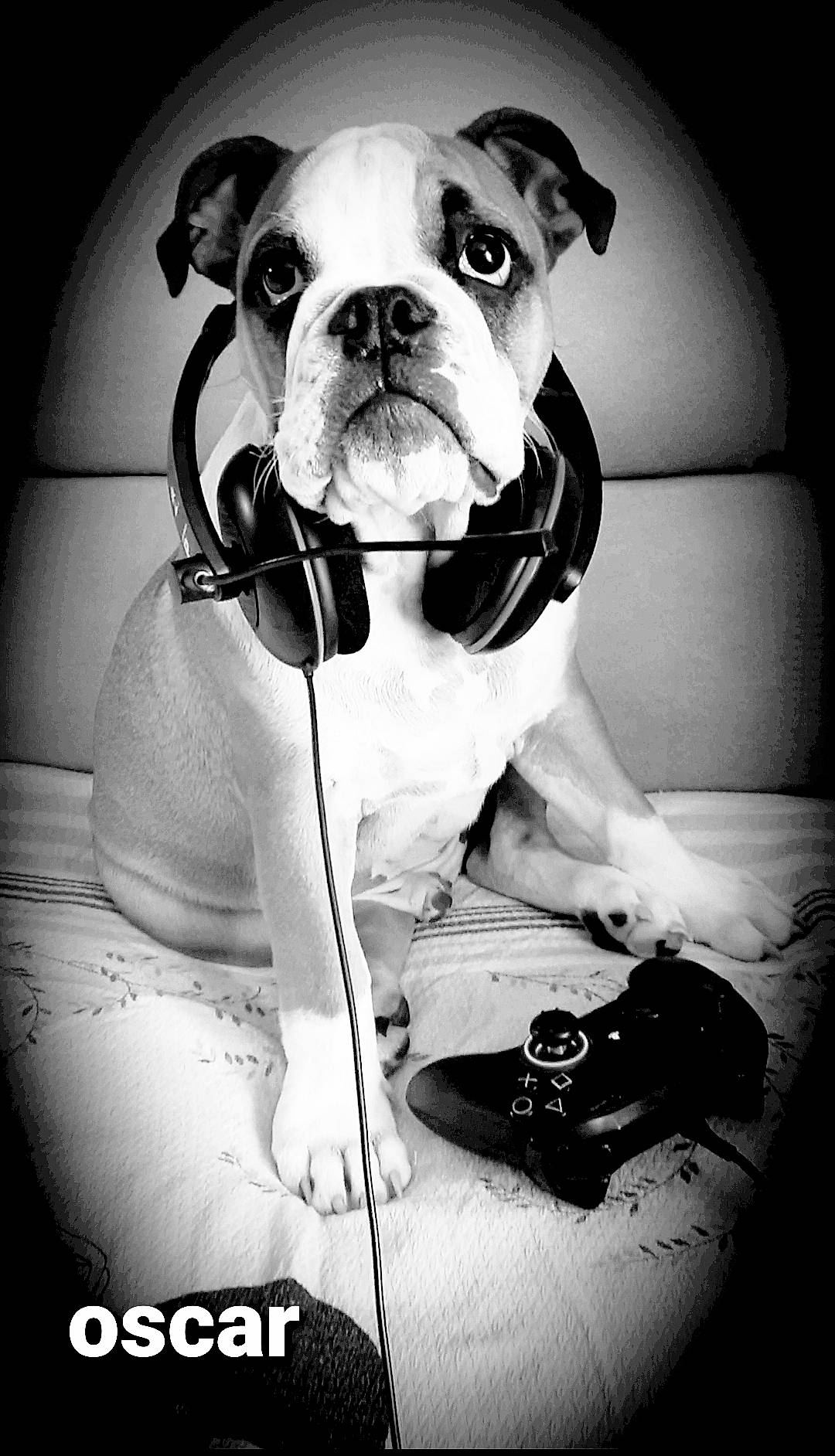 Oscar a rejoint le concours — aidez-le/la à gagner de superbes lots ! bulldog, canidae, carnivore, collar, companion_dog, dog, dog_breed, dog_collar, dog_supply, fawn, non_sporting_group, old_english_bulldog, pet_supply, snout, sporting_group, still_life_photography, stock_photography, whiskers, working_animal, working_dog