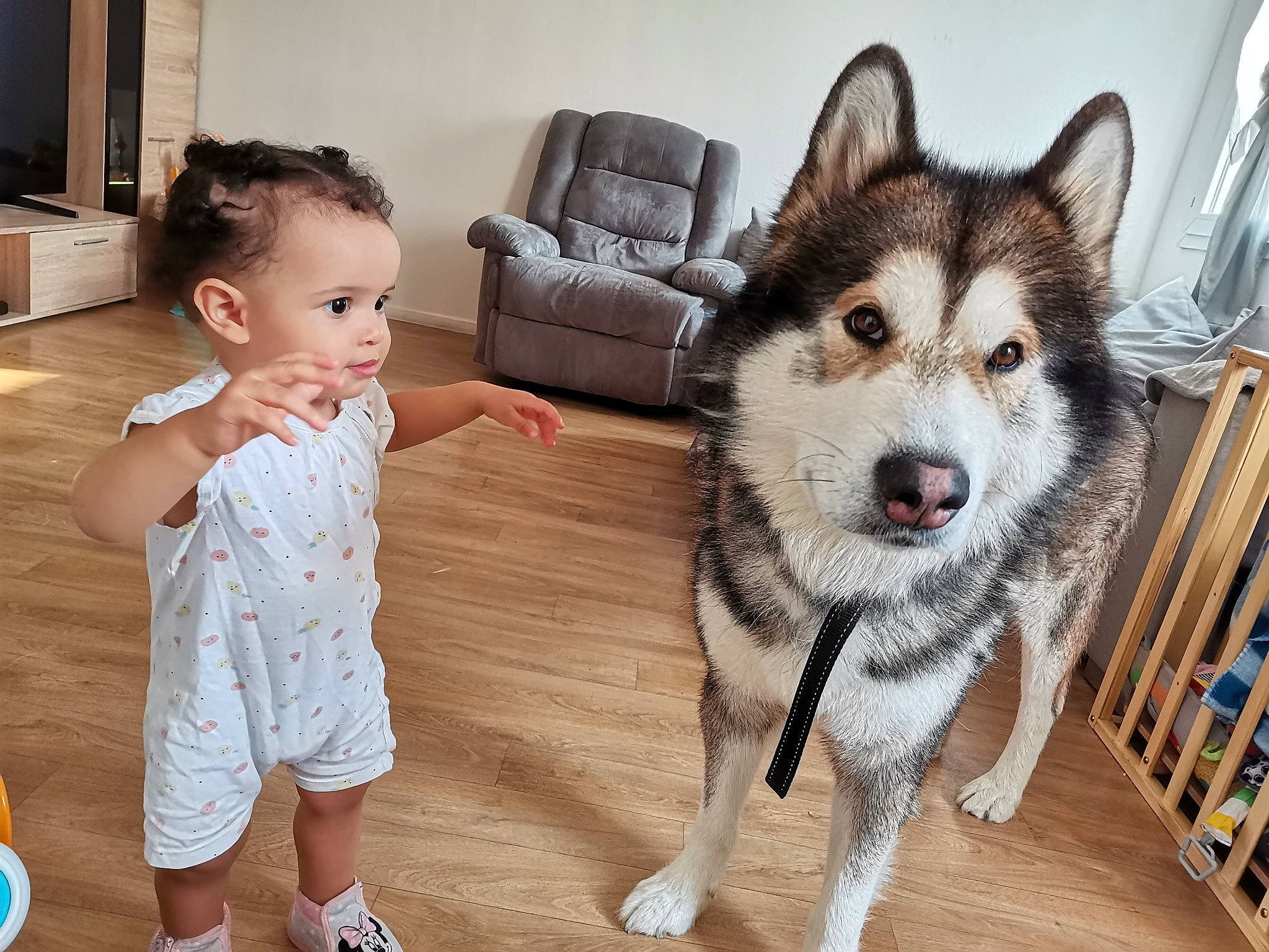 Mariam participe au concours pour gagner de l'argent avec cette photo : baby_toddler_clothing, canidae, carnivore, chair, child, companion_dog, couch, dog, dog_breed, flooring, happy, iris, person, picture_frame, sled_dog, snout, sporting_group, toddler, wolf, wood