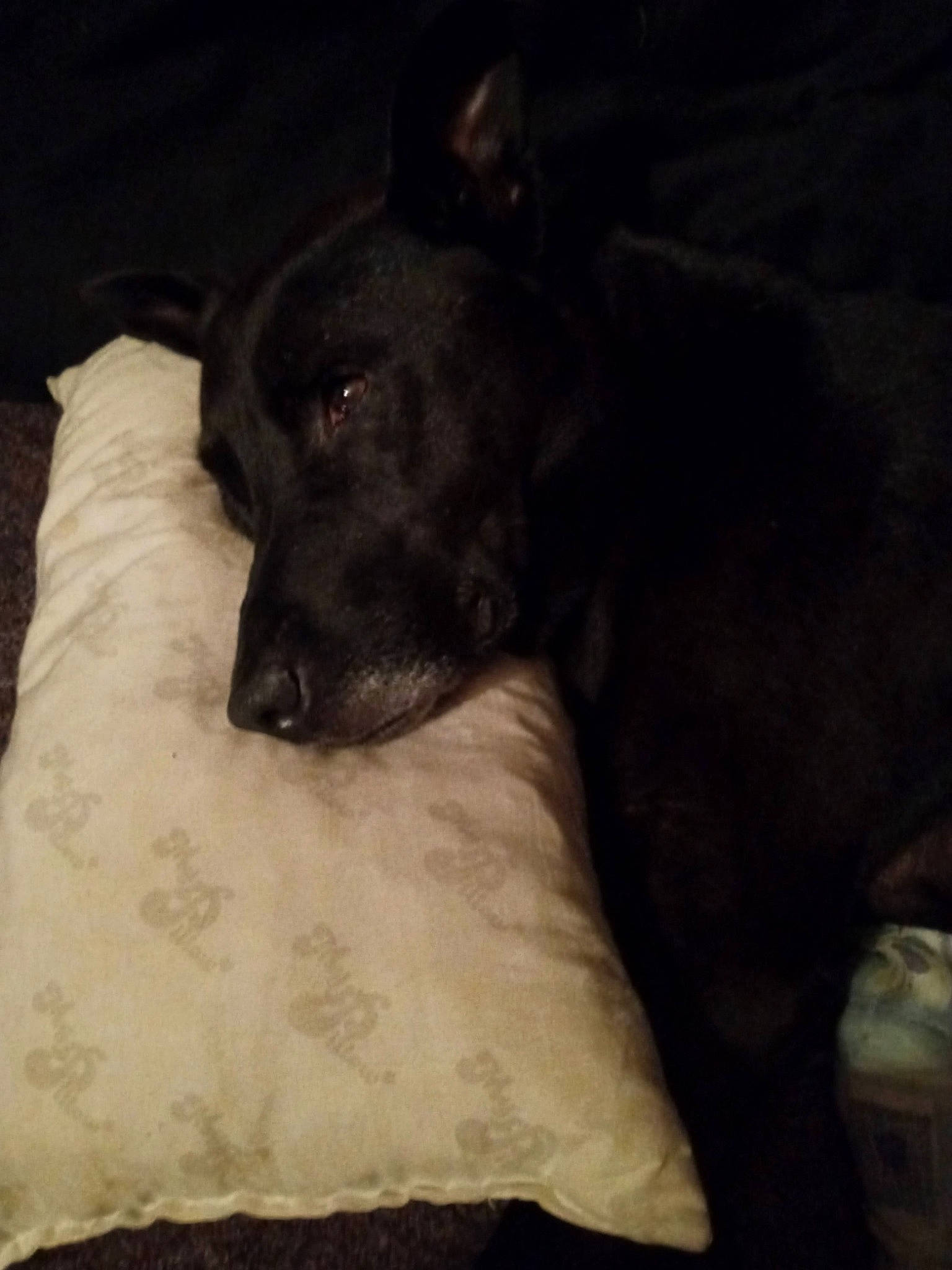 Maggie Mae joined the competition — help win amazing prizes! canidae, carnivore, comfort, companion_dog, darkness, dog, dog_breed, fawn, grey, guard_dog, linens, non_sporting_group, snout, sporting_group, terrestrial_animal, toy_dog, whiskers, working_animal