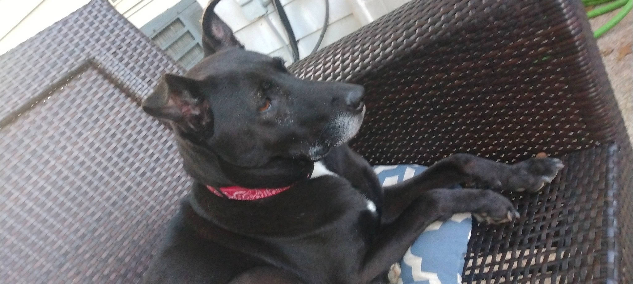 Maggie Mae joined the competition — help win amazing prizes! borador, carnivore, collar, companion_dog, dog, dog_breed, dog_collar, ear, fur, grey, guard_dog, mesh, non_sporting_group, whiskers, working_animal, working_dog