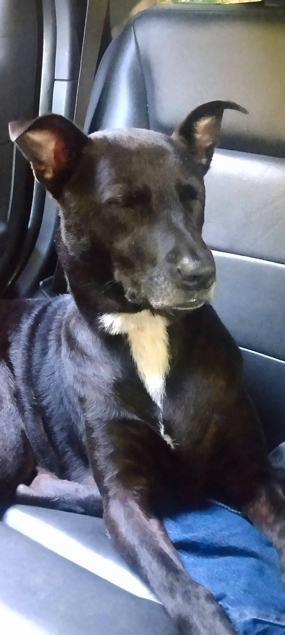 Maggie Mae joined the competition — help win amazing prizes! ancient_dog_breeds, canidae, carnivore, collar, companion_dog, dog, dog_breed, dog_collar, ear, fur, guard_dog, herding_dog, non_sporting_group, snout, sporting_group, terrestrial_animal, toy_dog, whiskers, working_animal, working_dog