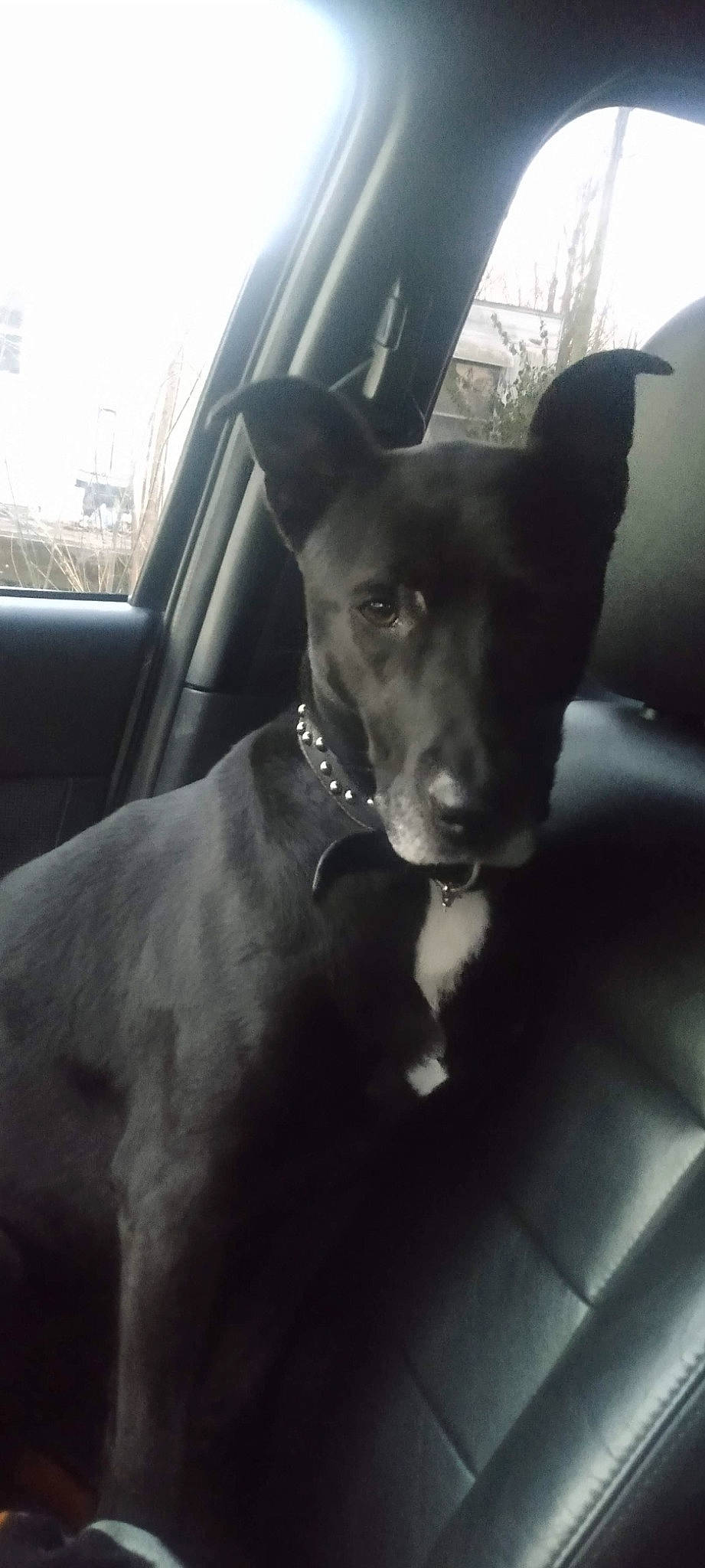 Maggie Mae joined the competition — help win amazing prizes! carnivore, collar, companion_dog, dog, dog_breed, dog_collar, fawn, fur, hood, light, snout, sporting_group, steering_wheel, tail, tints_and_shades, vehicle, vehicle_door, whiskers, windshield, working_animal