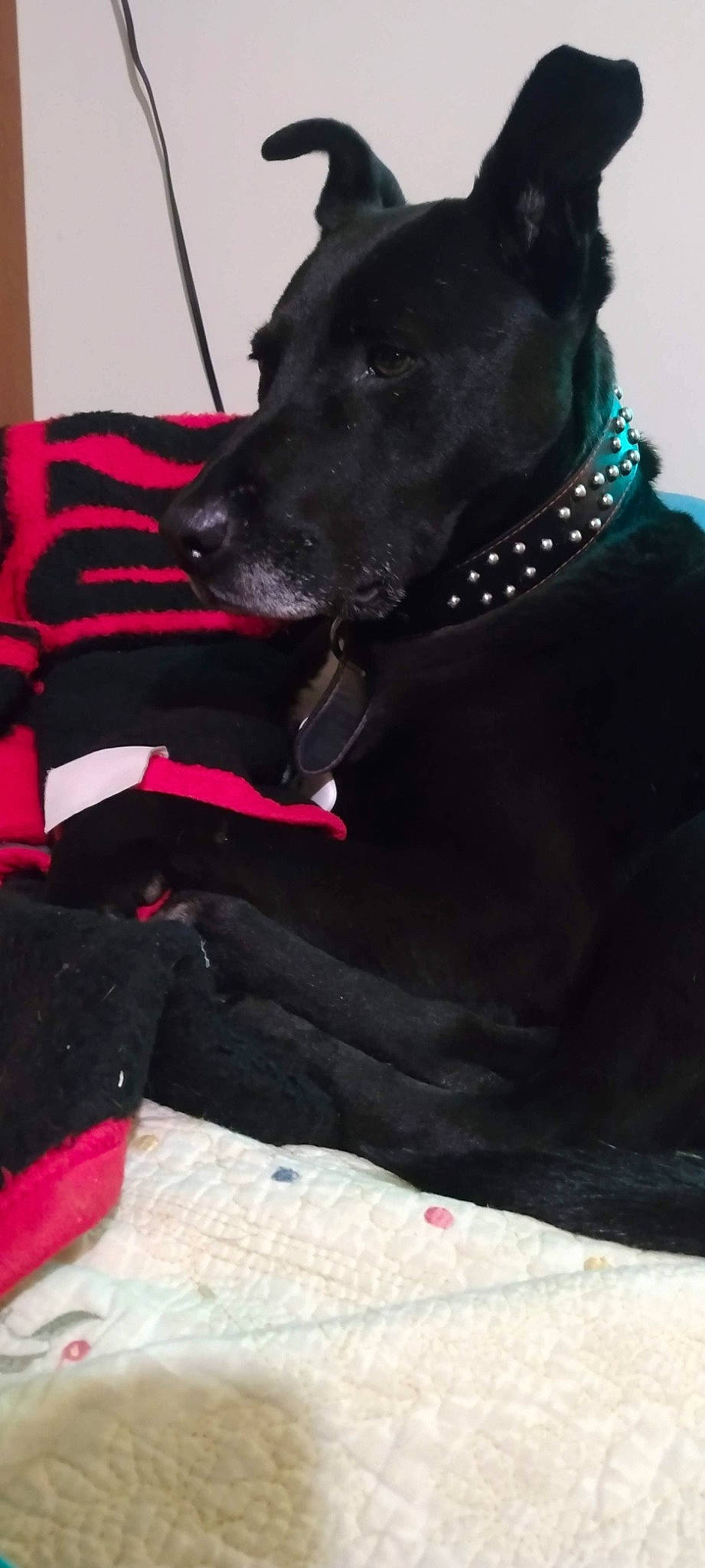 Maggie Mae is registered to the contest to win money with this photo: black, borador, carnivore, collar, comfort, companion_dog, dog, dog_breed, dog_collar, dog_supply, fur, guard_dog, gun_dog, leash, pet_supply, retriever, snout, sporting_group, whiskers, working_animal