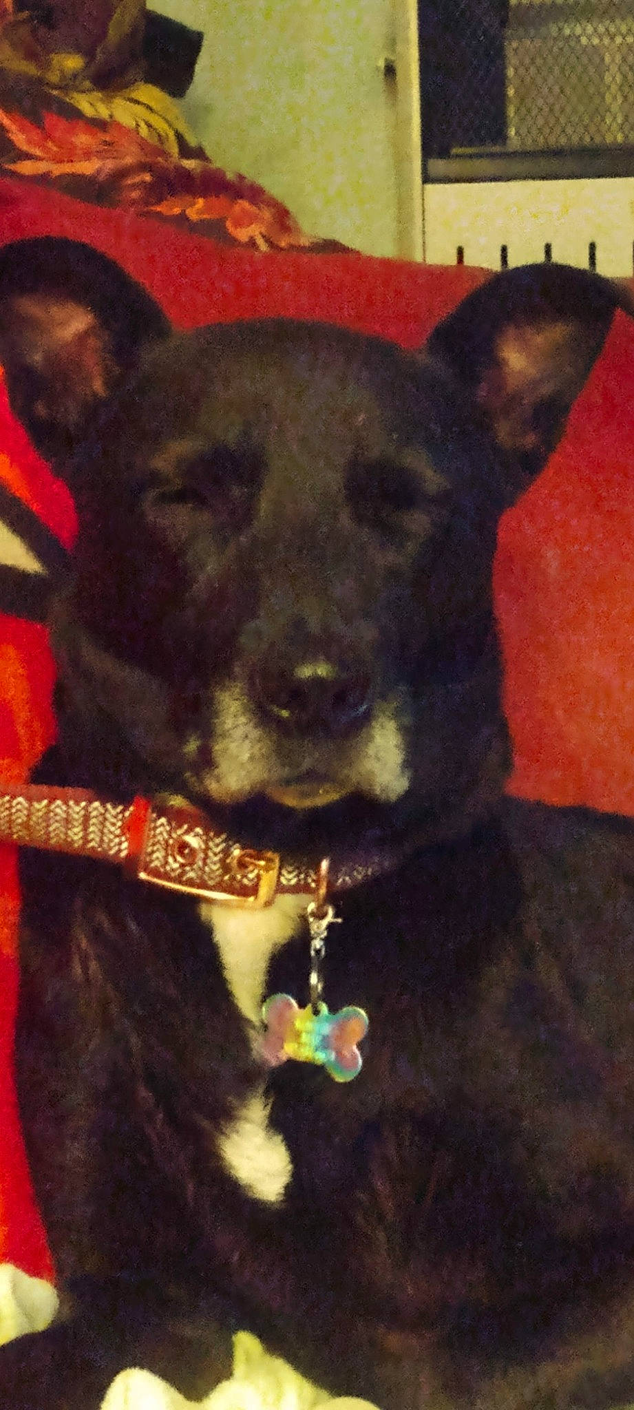 Maggie Mae is registered to the contest to win money with this photo: art, canidae, carnivore, collar, companion_dog, dog, dog_breed, dog_collar, ear, fashion_accessory, fawn, fur, guard_dog, pet_supply, snout, sporting_group, toy_dog, whiskers, working_animal, working_dog