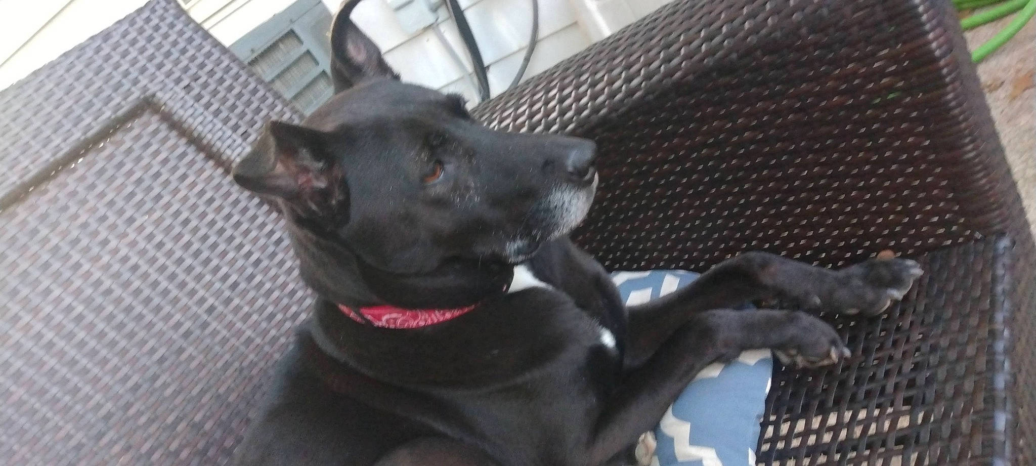 Maggie Mae joined the competition — help win amazing prizes! borador, canidae, carnivore, collar, companion_dog, dog, dog_breed, dog_collar, ear, fawn, felidae, fur, grey, guard_dog, mesh, non_sporting_group, sporting_group, whiskers, working_animal, working_dog